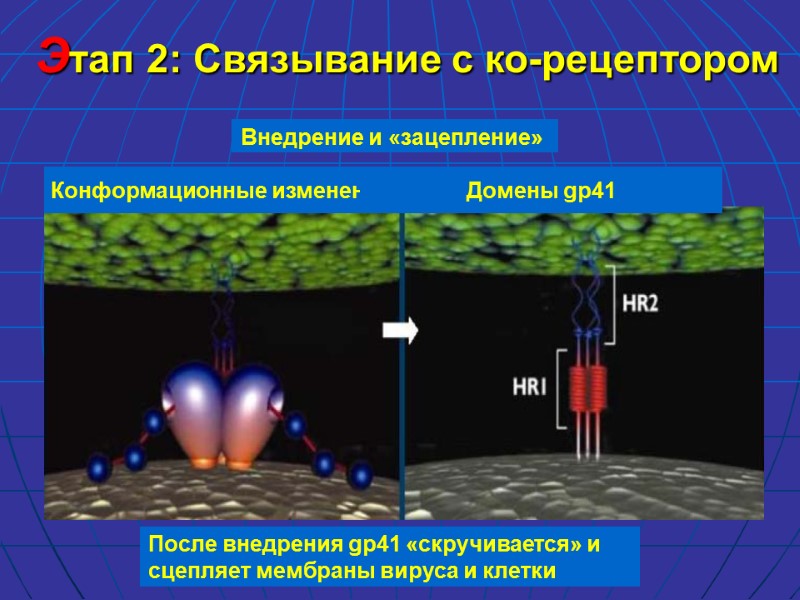 Этап 2: Связывание с ко-рецептором Внедрение и «зацепление»  После внедрения gp41 «скручивается» и